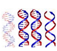 DNA strands