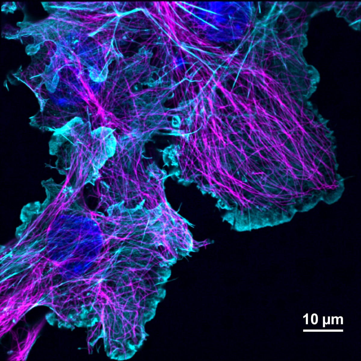 Fluorescence microscopy cell